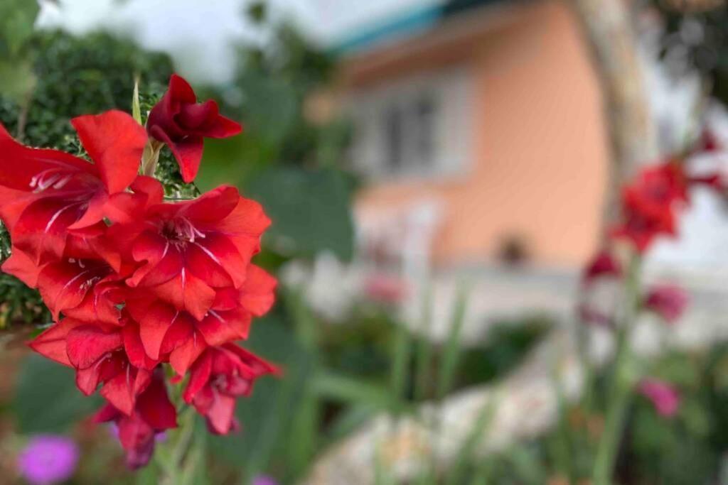 Appartamento Manuel Korčula Esterno foto